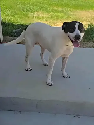 Scout