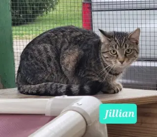 Jillian-Sponsored