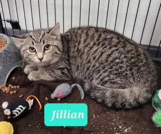 Jillian-Sponsored
