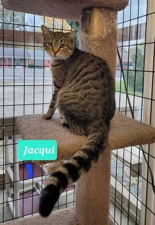 Jacqui-Sponsored