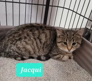 Jacqui-Sponsored