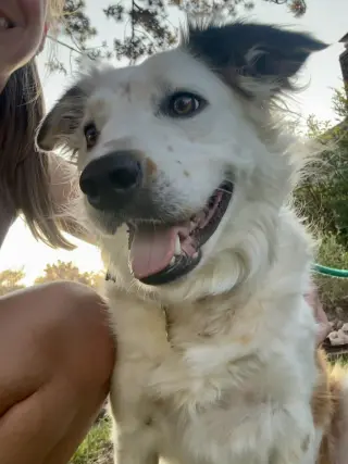 Little Willow
