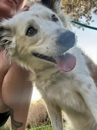 Little Willow