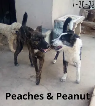 Peaches -