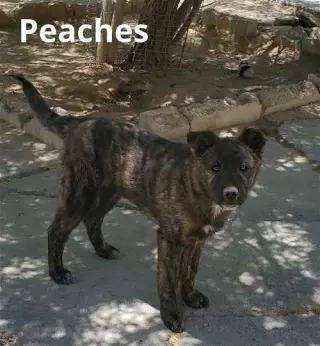 Peaches -
