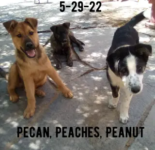 Peaches -