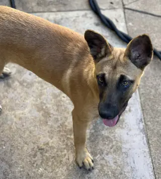Missy