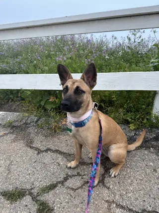 Missy