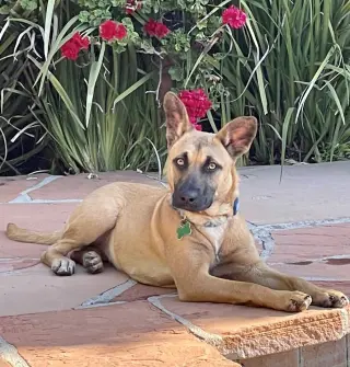 Missy