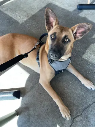 Missy