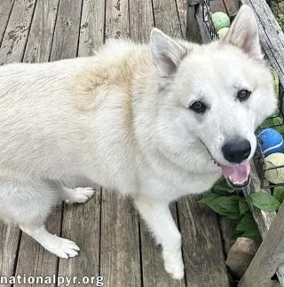 Milo in PA - Smart, Silly, Happy Boy!