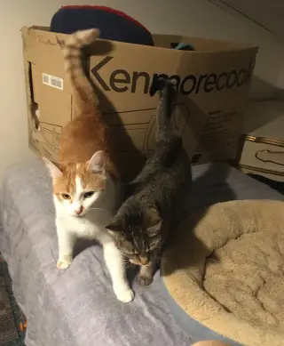 Shelley bonded with Buttercup