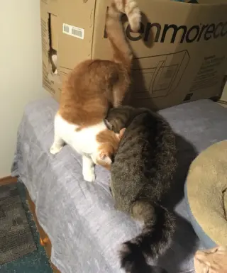 Shelley bonded with Buttercup