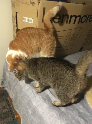 Buttercup bonded with Shelly