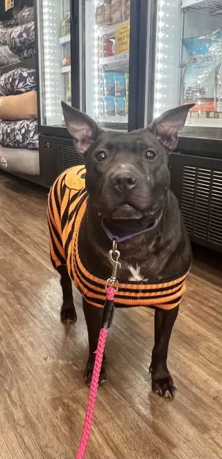 Indie
