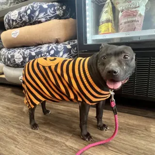 Indie