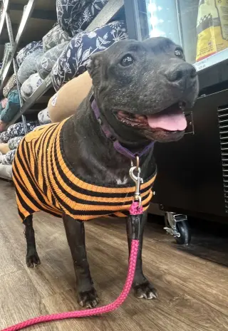 Indie