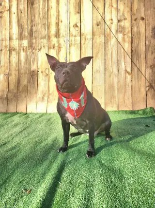 Indie