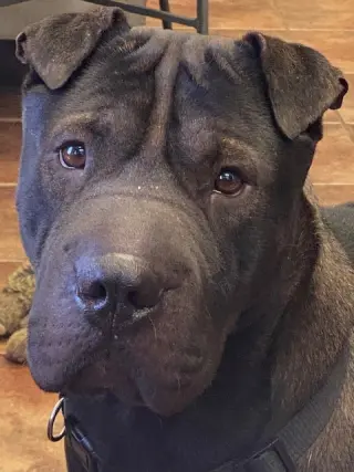 Bear