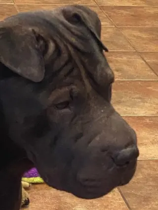Bear