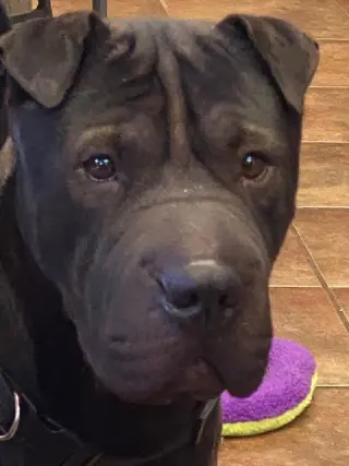 Bear