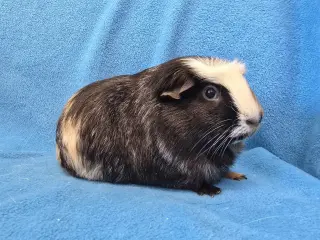 Gus Gus, Moo, Coco