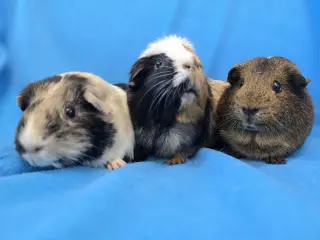 Gus Gus, Moo, Coco