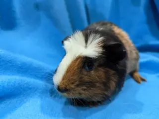 Gus Gus, Moo, Coco