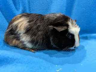 Gus Gus, Moo, Coco