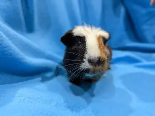 Gus Gus, Moo, Coco