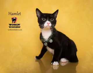 HAMLET