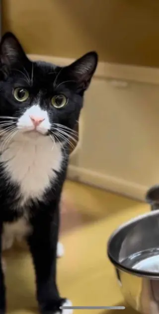 HAMLET