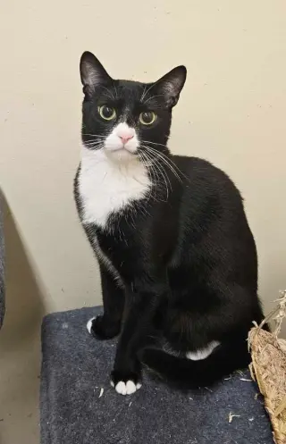 HAMLET