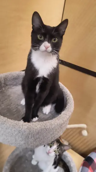 HAMLET