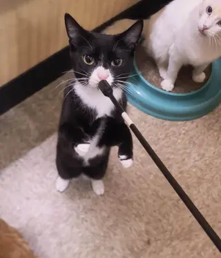 HAMLET