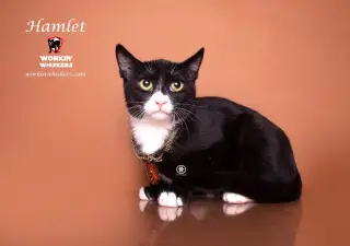 HAMLET