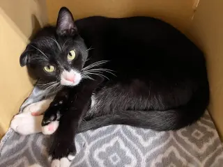 HAMLET