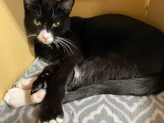 HAMLET