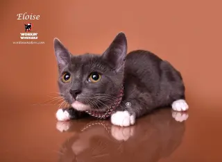 ELOISE