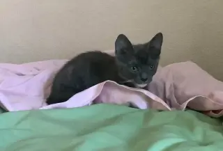 ELOISE