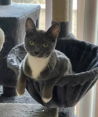 ELOISE