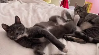 ELOISE