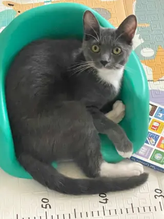 ELOISE
