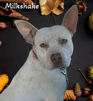 Milkshake