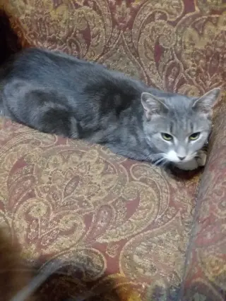 Olive
