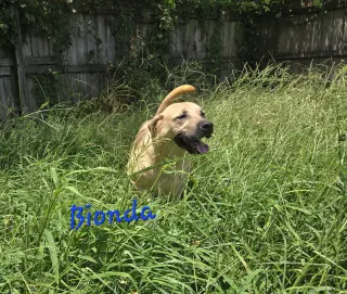 Bionda