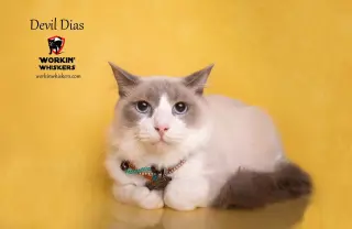DEVIL DIAS