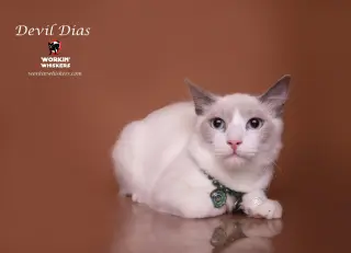 DEVIL DIAS