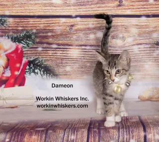 DAMEON