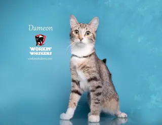 DAMEON